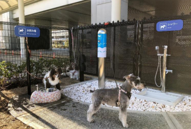 愛犬専用トイレ