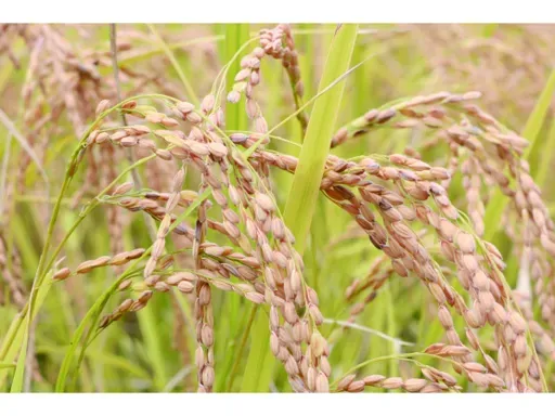 国産コシヒカリ