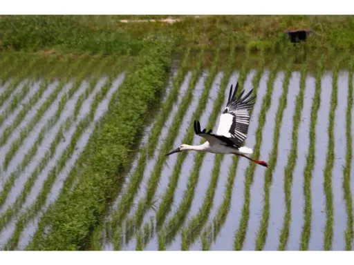 「ふるさと納税払い　チョイスPay」がご利用いただけます